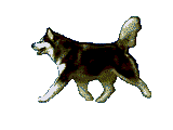 Husky's Avatar